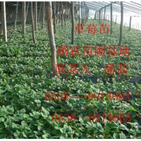 草莓苗草莓苗草莓苗 山東紅顏草莓苗 山東草莓苗價(jià)格
