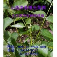 供成品核桃苗，山西核桃苗，薄皮核桃苗，香玲核桃苗，陜西核桃苗