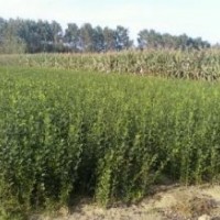 枸橘苗-枸橘苗銷售-處理枸橘苗