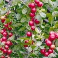 供應鈣果苗 山西鈣果苗種植基地 鈣果苗品種價格