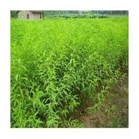 供應(yīng) 優(yōu)質(zhì)山西桃樹苗