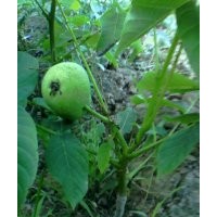 果樹(shù)苗，核桃苗，蘋果苗，桃樹(shù)苗，杏樹(shù)，梨樹(shù)，山楂樹(shù)，柿子樹(shù)