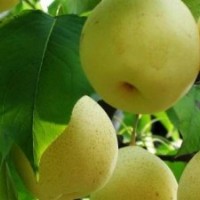 梨樹(shù)苗木，梨樹(shù)苗圃，嫁接梨樹(shù)苗，梨樹(shù)實(shí)生苗