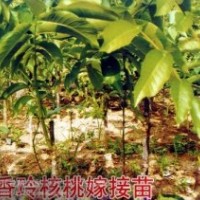 主營(yíng)：|核桃苗|桃樹(shù)苗|蘋果苗|櫻花苗|柿子苗|板栗苗|櫻桃苗|