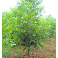 供應(yīng)米徑5-10公分美國山核桃采穗樹