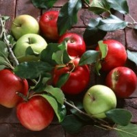 優(yōu)質(zhì)好蘋果苗