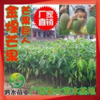 供應(yīng)果樹(shù)苗木優(yōu)質(zhì)新品種 果大肉嫩 金煌芒果 綠化占地批發(fā)