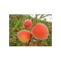 供應(yīng)占地桃樹3-5公分桃樹6-8公分桃樹10公分桃樹大規(guī)格桃樹