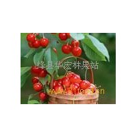 供應(yīng)5-6公分的櫻桃樹，7-8公分的櫻桃樹