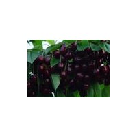 山東泰安大櫻桃苗