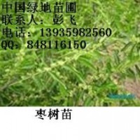 供應(yīng)占地棗樹苗1-15公分占地棗樹