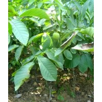 低價供應(yīng)核桃苗，山桃苗，毛桃苗，山楂苗，梨樹苗