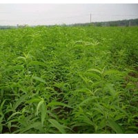 供應(yīng)占地桃樹苗占地梨樹苗占地棗樹苗