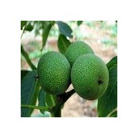 【供】品種核桃苗 薄皮核桃苗 香玲核桃苗 遼核核桃苗