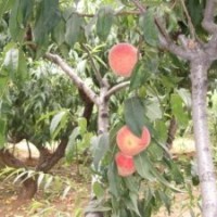 桃樹：新川中島、萊山蜜、春雪、春艷