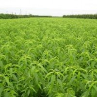 供應(yīng)毛桃苗--山桃苗