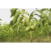 批發(fā)正品核桃苗，山西嫁接成品核桃苗