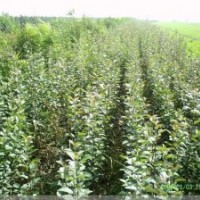 出售地徑2-3公分的蘋果苗