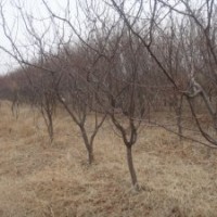 供應(yīng)大規(guī)格杏樹占地杏樹5-6-7-8-9-10公分杏樹