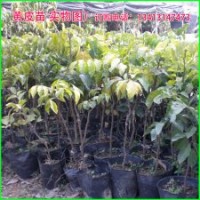 樹苗 果苗 大雞心黃皮 雞心甜黃皮 無核黃皮 2年苗