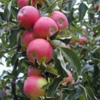 煙臺大蘋果，紅富士蘋果樹苗，蘋果樹下