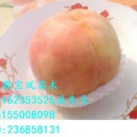 供應(yīng)正宗柳條白鳳桃樹苗新品種