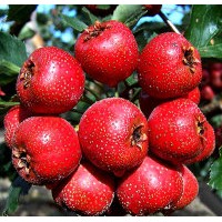 供應(yīng)山楂果 蘋果 桃子 核桃等水果