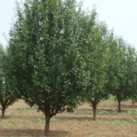 常年大量供應(yīng)各種規(guī)格八棱海棠樹