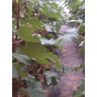 茉莉香葡萄苗供應(yīng)，大連丹東鞍山盤錦新民出售著色香葡萄苗