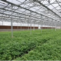 優(yōu)質(zhì)藍(lán)莓苗木出售