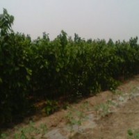 供應(yīng)優(yōu)質(zhì)桑樹