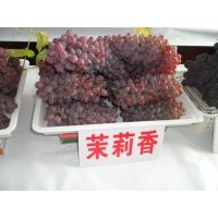 出售茉莉香葡萄苗，哪有賣著色香葡萄苗