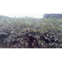 供蘋(píng)果樹(shù)，柿子樹(shù)，棗樹(shù)，杏樹(shù)，桃樹(shù)，山楂樹(shù)，櫻桃樹(shù)