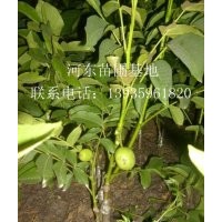 核桃苗 山楂苗