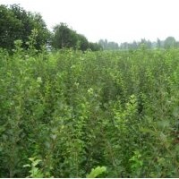 果樹苗， 山楂苗