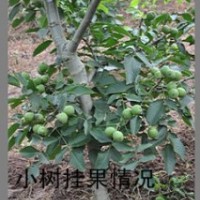 核桃苗，遂寧薄殼核桃苗