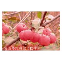 供應(yīng)冬紅海棠成品苗，半成品苗，根接苗