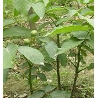 核桃苗，山桃，刺槐苗