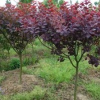供應(yīng)8-11cm紫葉李