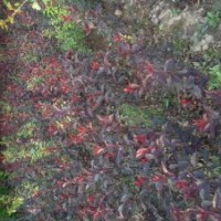 出售自家：當年成品紫葉李（1-1.5米）紫葉矮櫻（1-1.5米）黑李子