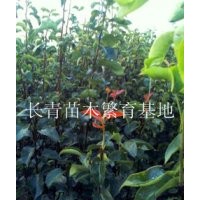 山東熱銷梨樹苗山楂樹苗，板栗樹苗，桃樹苗