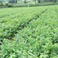 供應各種經濟苗木如核桃苗、蘋果苗、梨樹苗