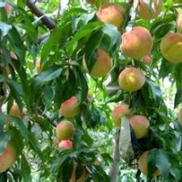 供應3-15公分桃樹 梨樹 棗樹 杏樹 柿子樹