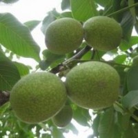 核桃苗 花椒苗 葡萄苗 皂角苗 柿子苗 白皮松