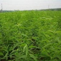 桃樹苗3-8公分桃樹山西桃樹苗批發(fā)山西桃樹苗產(chǎn)地