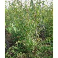 供應(yīng)二年生山杏苗與GM256接穗