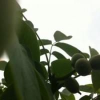 供應各類優(yōu)質蘋果苗，桃樹苗，核桃苗