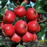山楂苗、山楂樹苗、大五棱山楂苗、大金星山楂苗