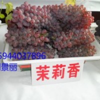 遼寧茉莉香葡萄苗價格,黑龍江葡萄苗大棚栽培,內(nèi)蒙葡萄苗，吉林葡