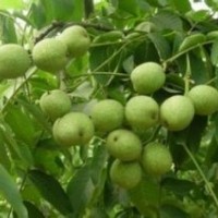 核桃苗：遼核、晉龍、清香、元豐、香玲、魯光